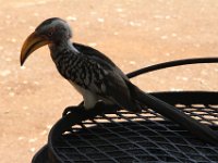Marion, Romane South Africa 2014 (24 of 63) : KNP Satara area, Marion visit